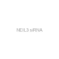 NEIL3 siRNA
